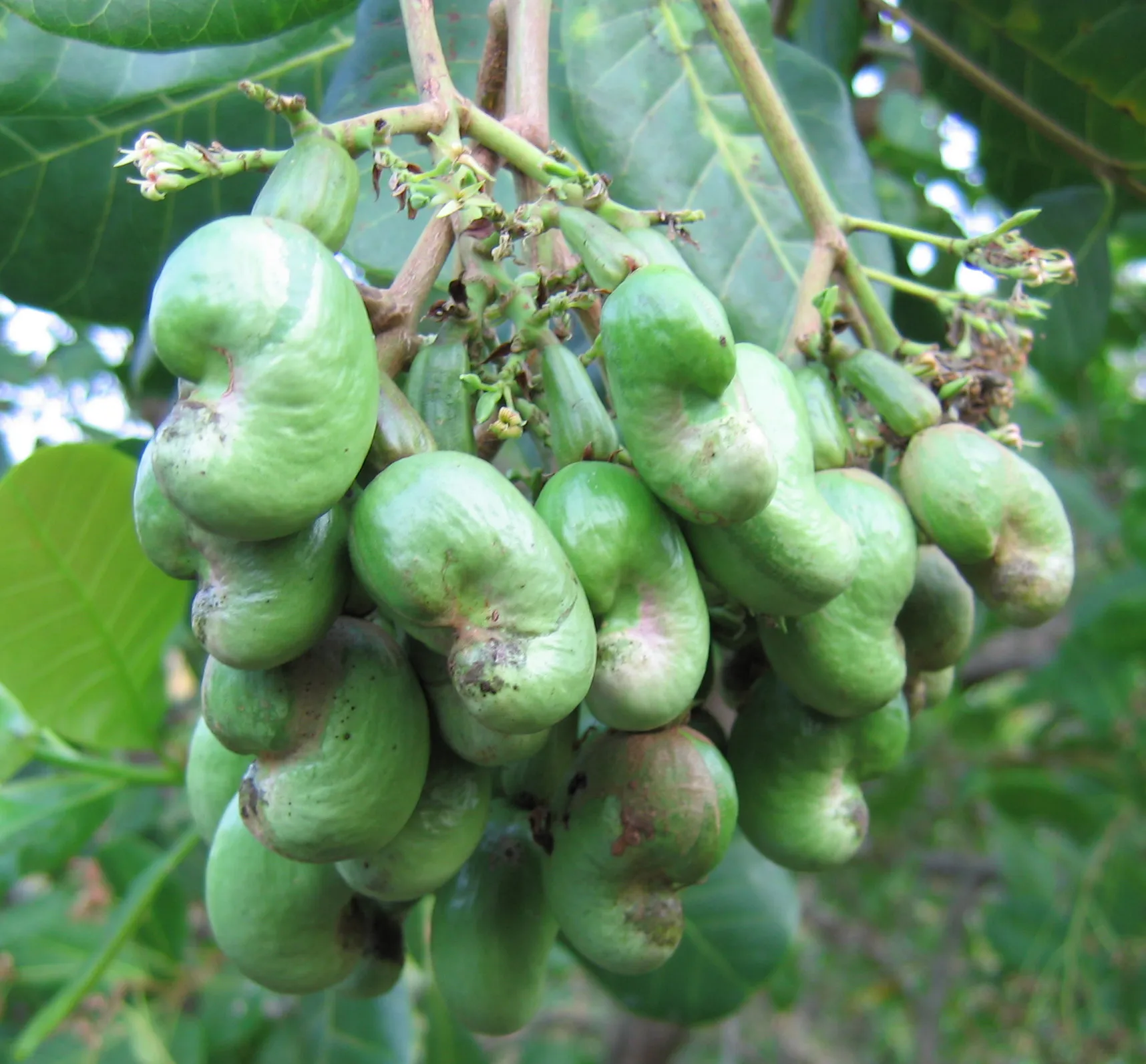 Cashew Nuts, Premium Quality photograph