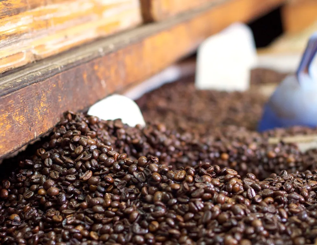 Robusta Coffee Beans, Export Grade photograph