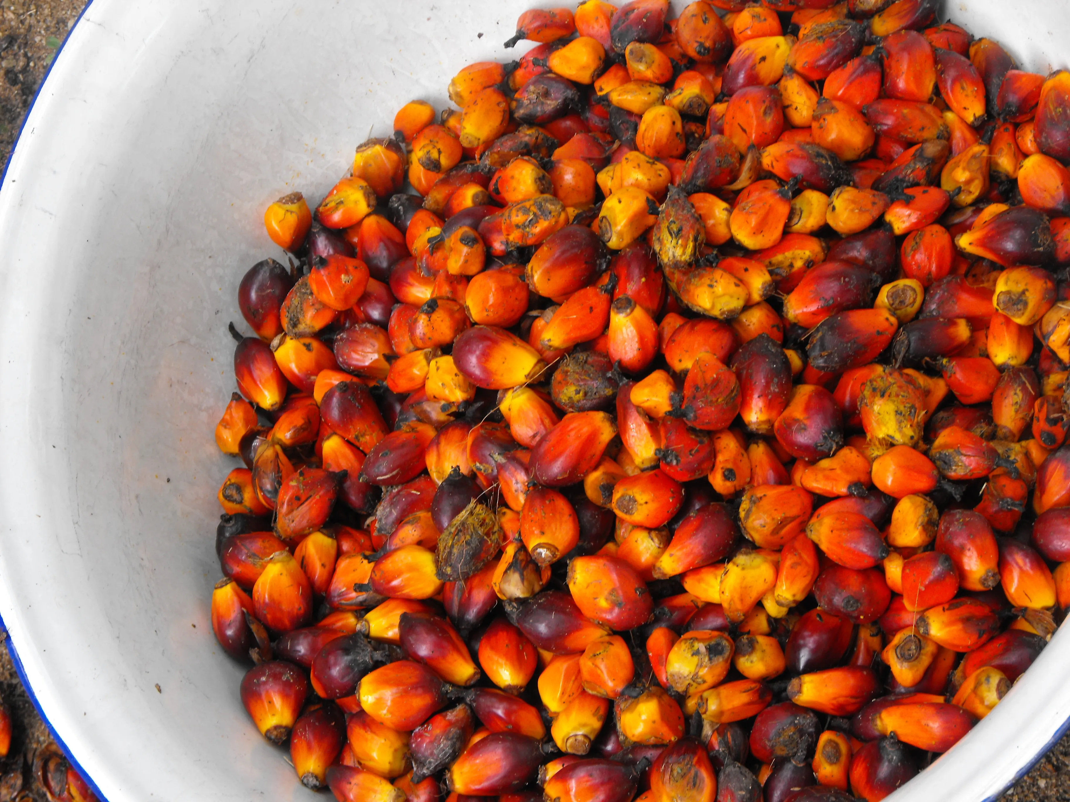 Palm Kernel Oil, 100% Pure photograph