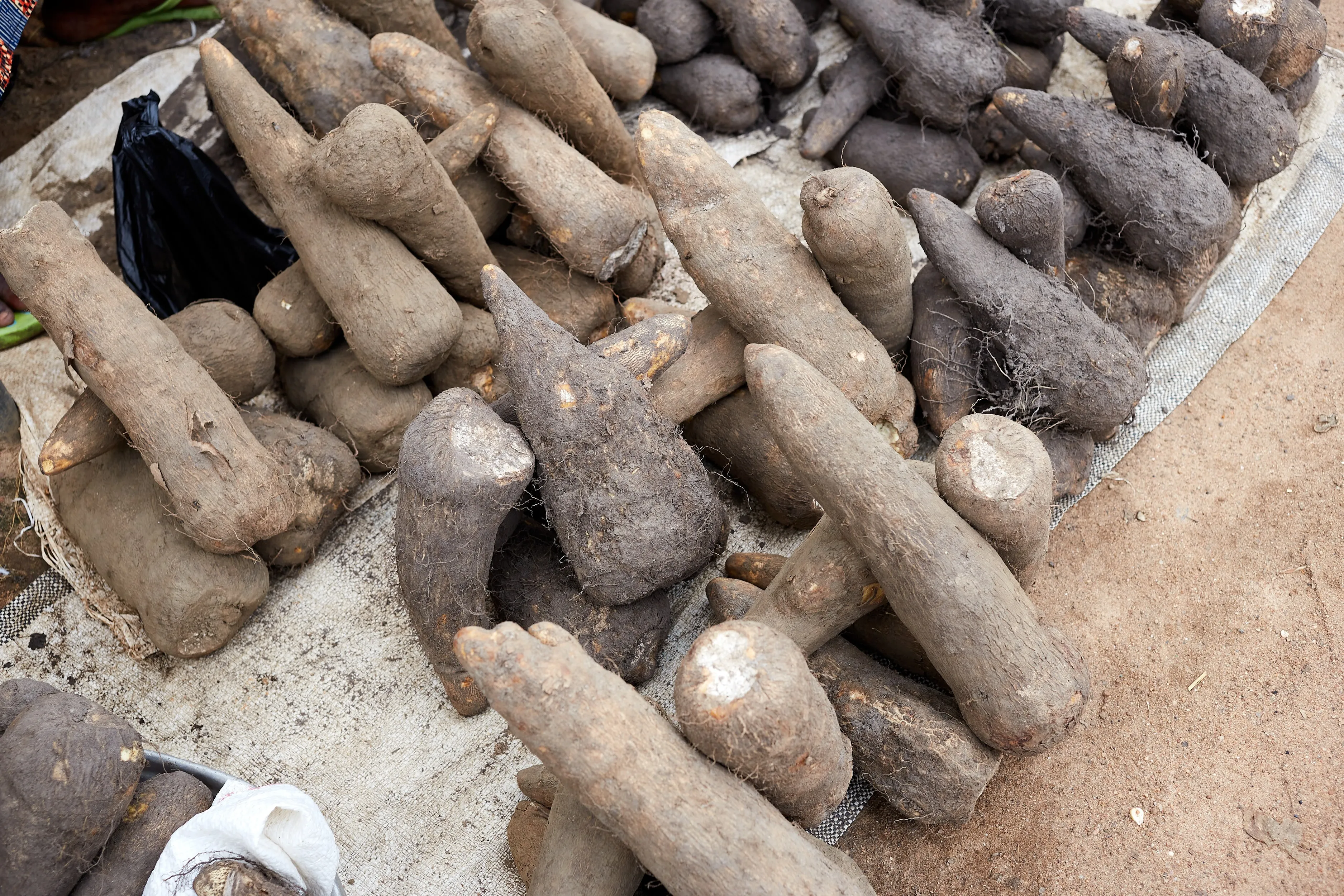 Yam Tubers, Export Grade photograph